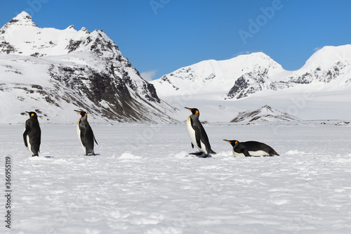 King Penguins  Aptenodytes patagonicus  walking and crawling on snow covered Salisbury Plain  South Georgia Island  Antarctic