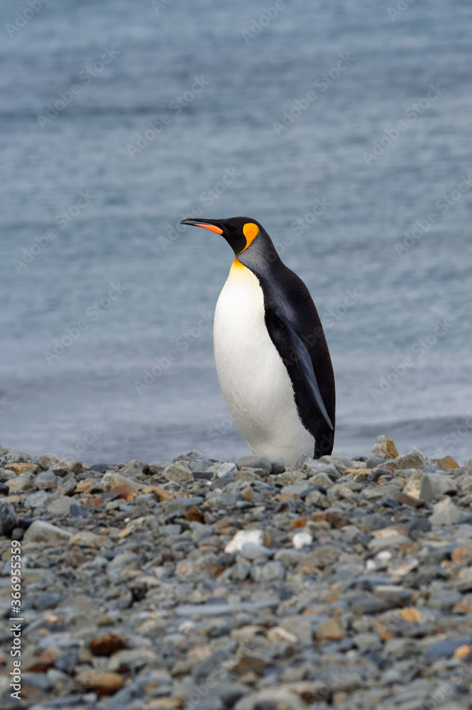Naklejka premium King Penguin (Aptenodytes patagonicus) on a graveled beach, Fortuna Bay, South Georgia, South