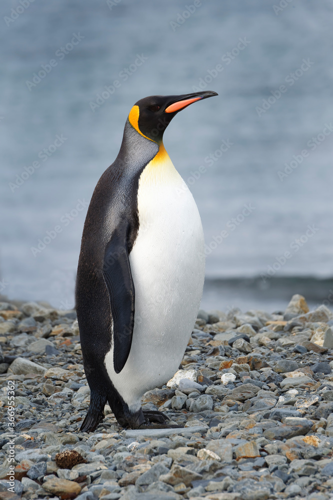 Fototapeta premium King Penguin (Aptenodytes patagonicus) on a graveled beach, Fortuna Bay, South Georgia, South