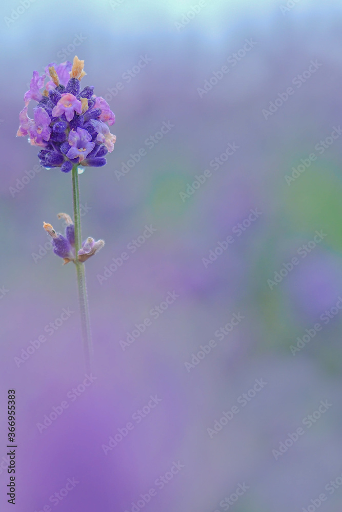 Fototapeta premium ラベンダー一輪