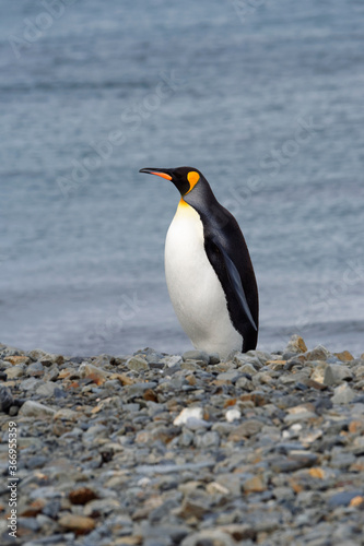 King Penguin  Aptenodytes patagonicus  on a graveled beach  Fortuna Bay  South Georgia  South