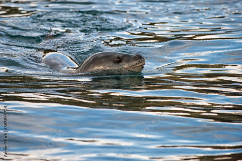 Leopard Seal (Hydrurga leptonyx) chasing, Cooper Bay, South Georgia photo