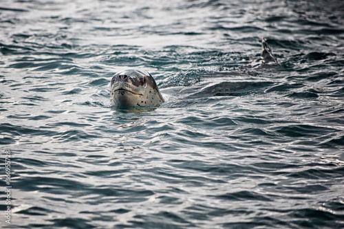 Leopard Seal (Hydrurga leptonyx) chasing, Cooper Bay, South Georgia