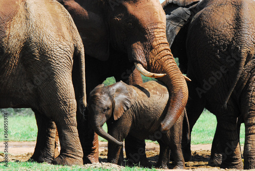 Africa- A Mother Elephant Protecting Her Calf With Her Trunk