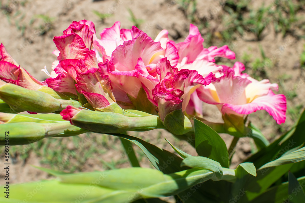 Weiß und Pink blühende Gladiole im Sommer Weiß und Pink blühende Gladiole im Sommer