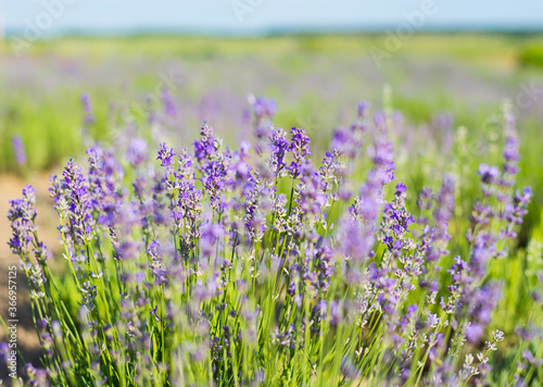 Lavender flowers on a lavender field.
