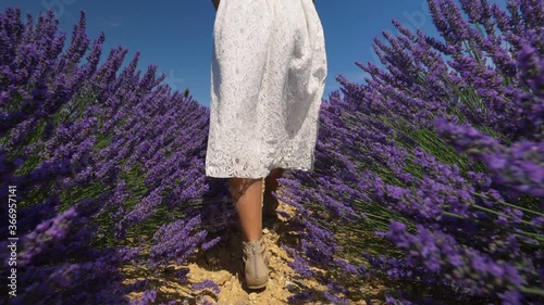 Slow motion - Young woman in a white dress walking through lavender field, low angle view. Beautiful girl in Provence, France