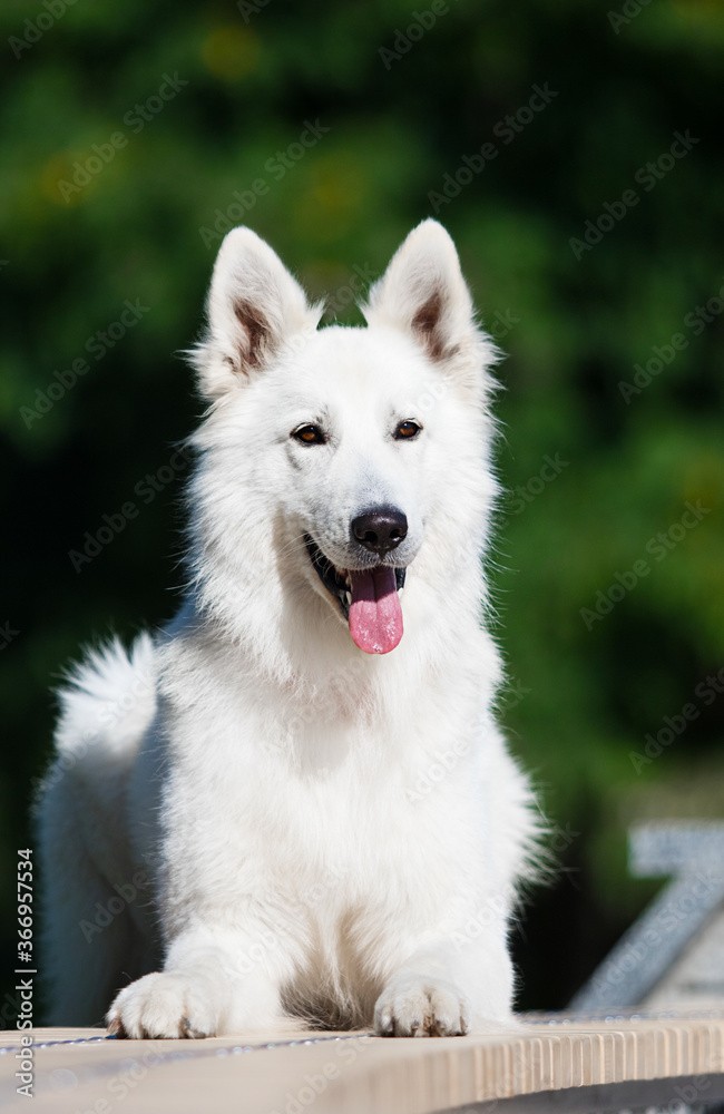 white swiss dog looking outdoors white swiss dog looking outdoors