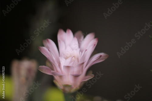 gymnocalycium stenopleurum cactus flower 