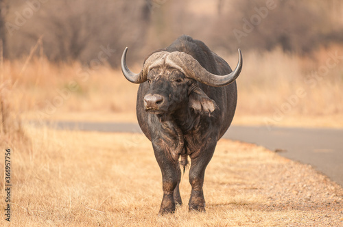 Male Cape buffalo (Syncerus caffer)
