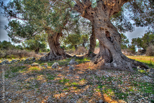 Old olive tree garden in Lun, island PAG (HR), Croatia © Simon Kovacic