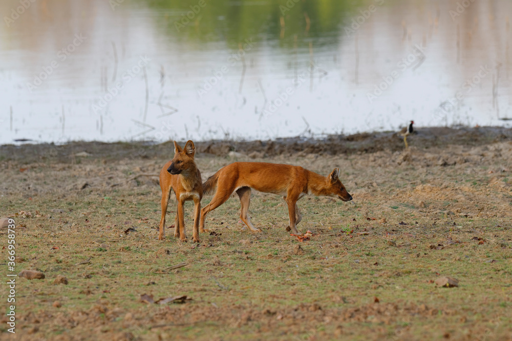 Dholes (Cuon alpinus) or Indian wild dogs near a lake, Tadoba Andhari Tiger Reserve, Maharashtra state, India Dholes (Cuon alpinus) or Indian wild dogs near a lake, Tadoba Andhari Tiger Reserve, Maharashtra state, India