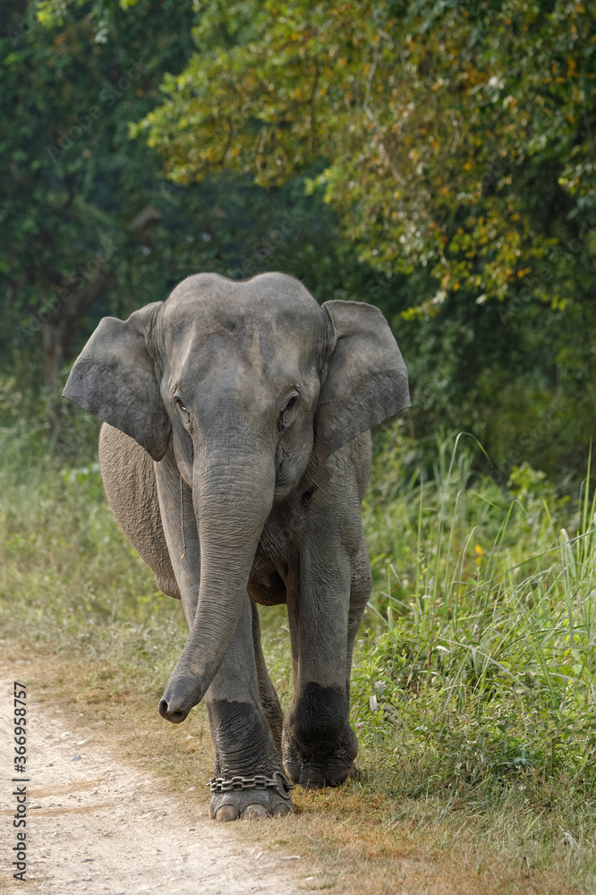 Indian elephant (Elephas maximus indicus) on a dirt road, Kaziranga National Park, Assam, India