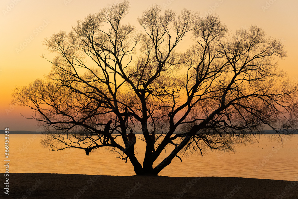 Silhouette of tree on the beach coast summer, golden hour. Group of people seat on the tree and relax. Summer landscape 