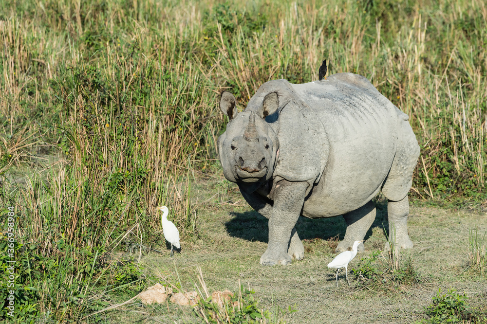 Fototapeta premium Indian rhinoceros (Rhinoceros unicornis) with cattle egret (Bubulcus ibis) and Myna birds, Kaziranga National Park, Assam, India