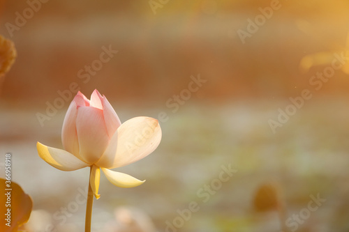Laghetto con fiori di loto al tramonto. Italia photo