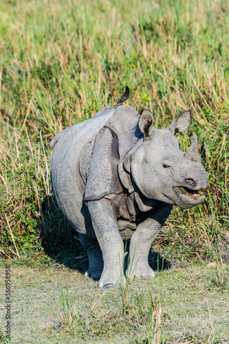 Indian rhinoceros  Rhinoceros unicornis  with Myna birds  Kaziranga National Park  Assam  India