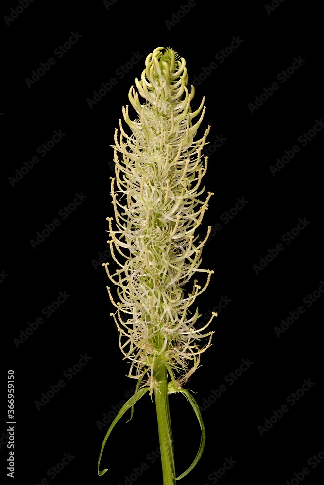 Naklejka premium Spiked Rampion (Phyteuma spicatum). Inflorescence Closeup