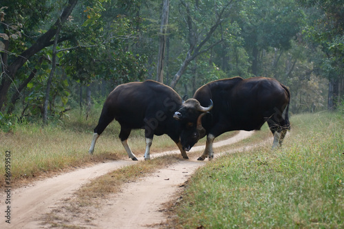 Gaur, Bos gaurus, Vulnerable, Bovidae family, Artiodactyla order,  National Park, Madhya Pradesh, India. photo