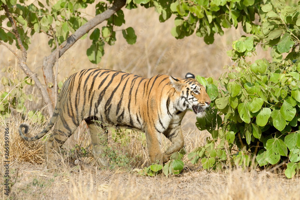 Fototapeta premium Female Bengal tiger (Panthera tigris tigris), Tadoba Andhari Tiger Reserve, Maharashtra state, India