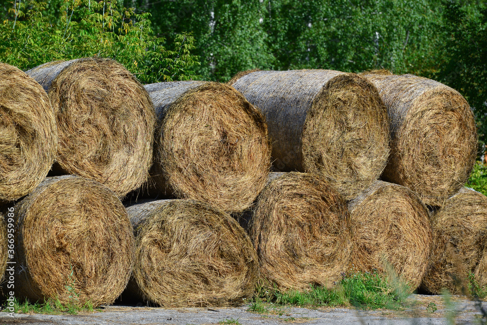 Rolled hay prepared for horses Rolled hay prepared for horses
