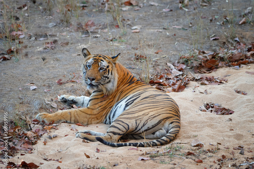 Male Bengal tiger (Panthera tigris tigris) resting, Bandhavgarh National Park, Madhya Pradesh, India photo