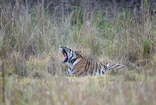 Young male Bengal tiger (Panthera tigris tigris) resting in grass, Kanha Tiger Reserve, Madhya Pradesh, India