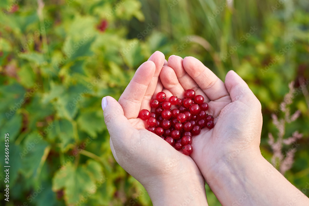 Hands of woman hold ripe red currant berries. Hands of woman hold ripe red currant berries.