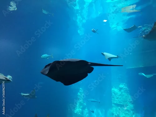 Obraz płaszczka w relaksie 