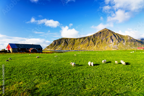Small farm on Lofoten islands at the dawn of summer. Lofotes are popular tourist destination and still gaining popularity among tourist from around the world. photo