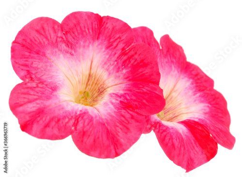 Pink flowers sulfinia.