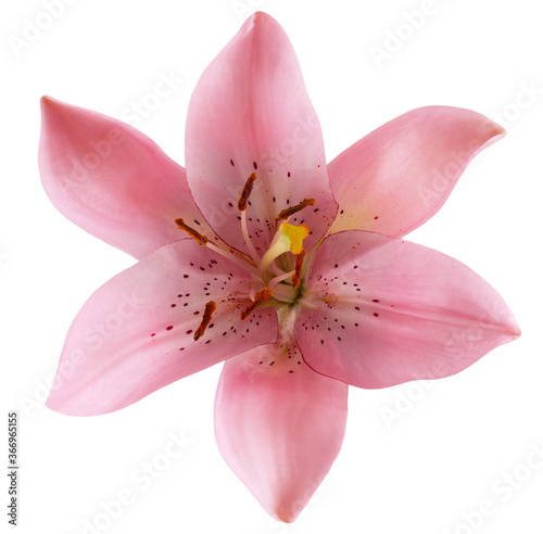 pink lily isolated on a white background