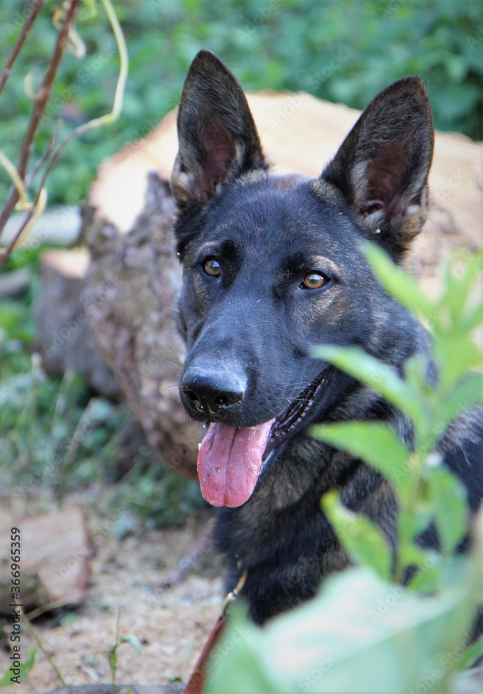 Naklejka premium Portrait reinrassiger grauer Deutscher Schäferhund Hund im Wald Holz Waldboden Natur