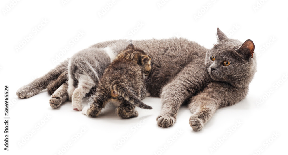 Fototapeta premium Cat feeds kittens.