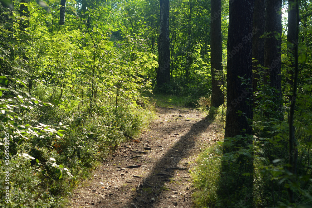 Fototapeta premium Path in a pine forest.
