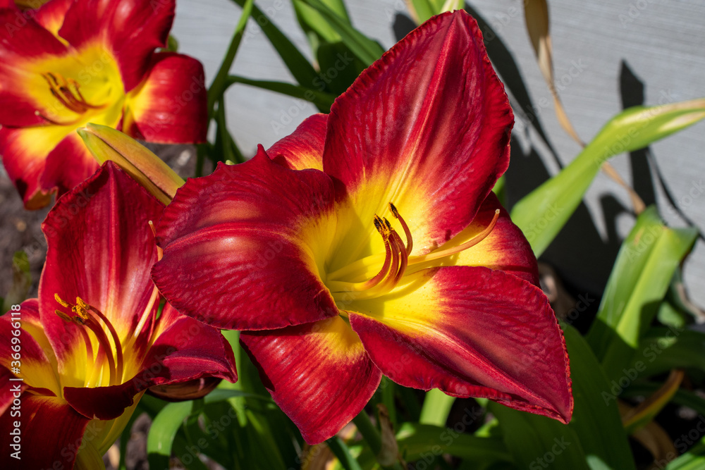 Close up view of a red and yellow daylily. Close up view of a red and yellow daylily.