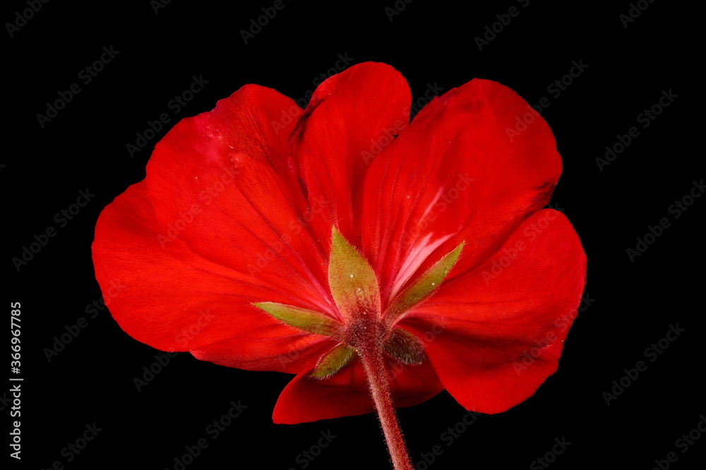 Horse-Shoe Pelargonium (Pelargonium zonale). Flower Closeup Horse-Shoe Pelargonium (Pelargonium zonale). Flower Closeup