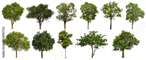 isolated tree green set is located on a white background.Collection of isolated tree green on white background Tropical tree