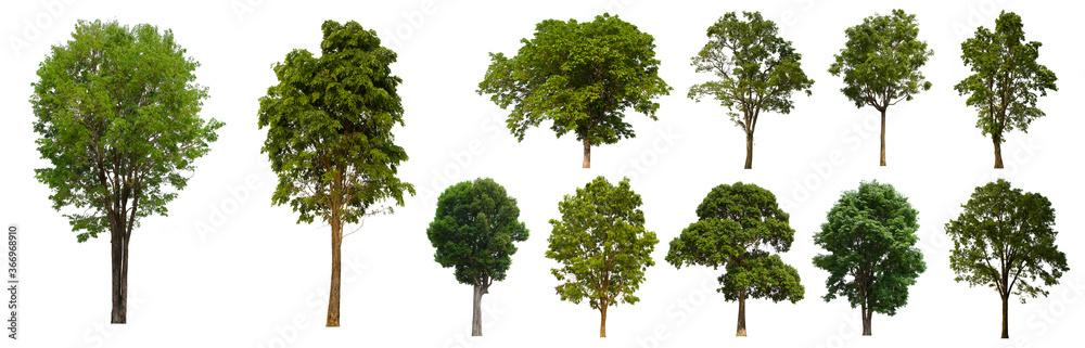 isolated tree green set is located on a white background.Collection of isolated tree green on white background Tropical tree