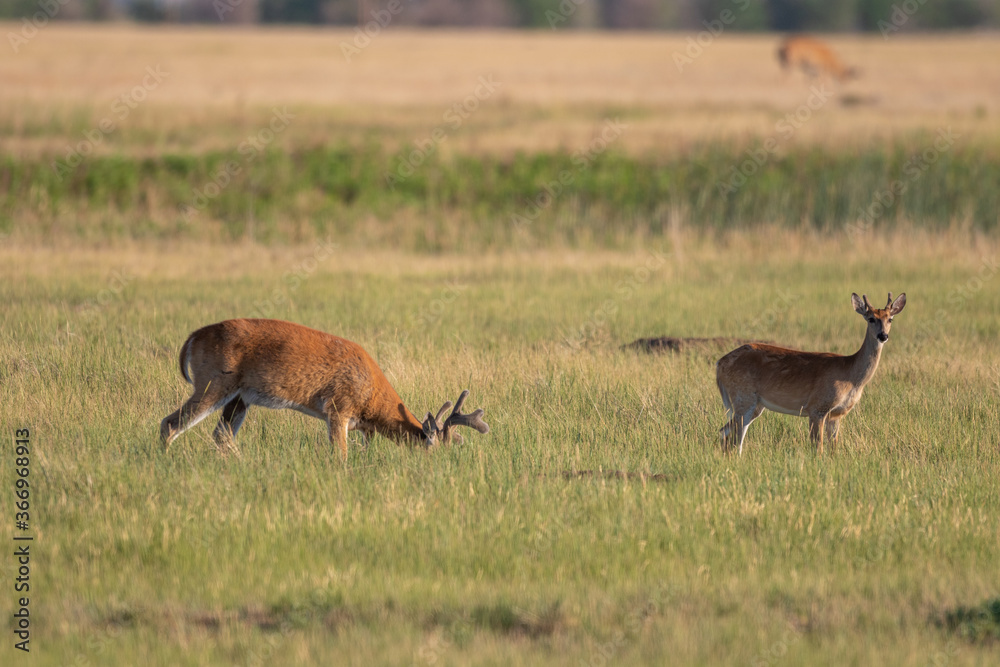 Whitetail Deer Buck in Velvet in Colorado in Summer Whitetail Deer Buck in Velvet in Colorado in Summer