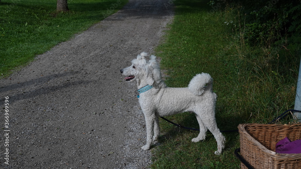 Pudel mit lustiger Frisur / Poodle with a funny hairstyle Pudel mit lustiger Frisur / Poodle with a funny hairstyle