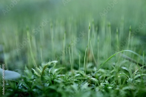 green forest moss macro photography
