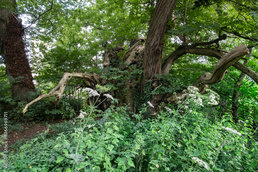 THE 800 Year Old, Great Chestnut Tree THE 800 Year Old, Great Chestnut Tree