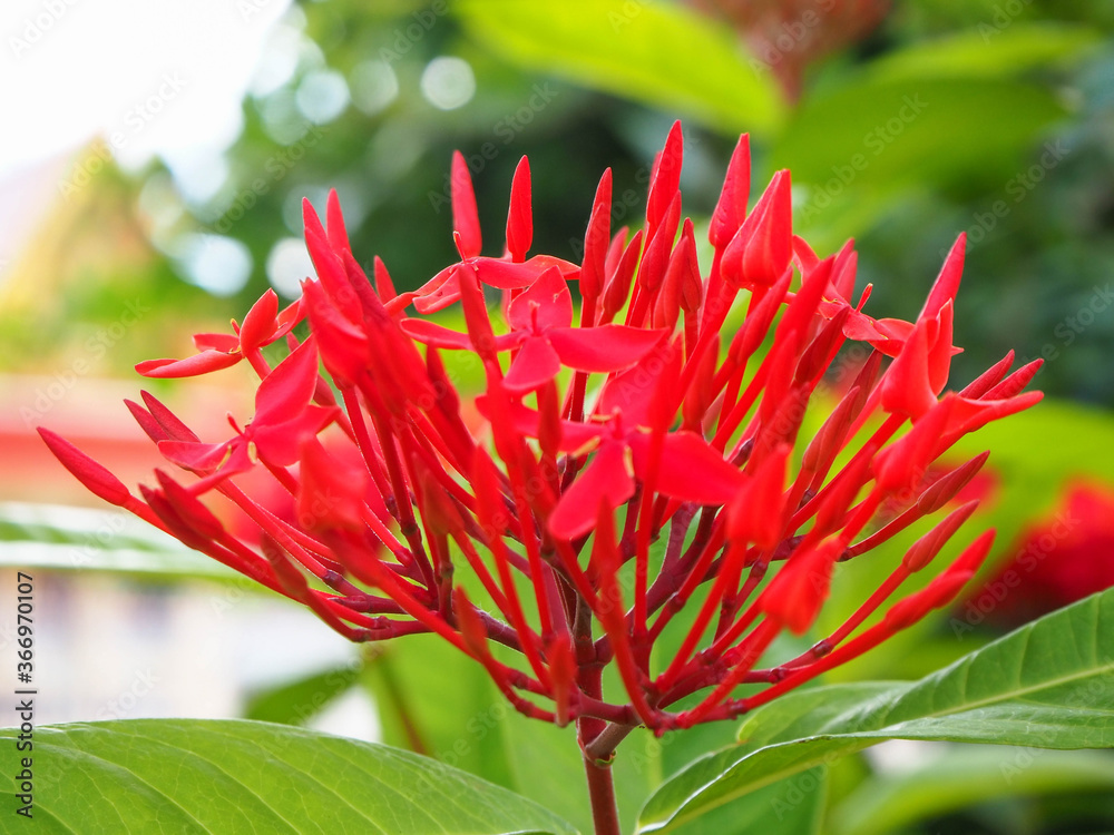 beautiful red Rubiaceae flower, ixora, with blurred green background. beautiful red Rubiaceae flower, ixora, with blurred green background.