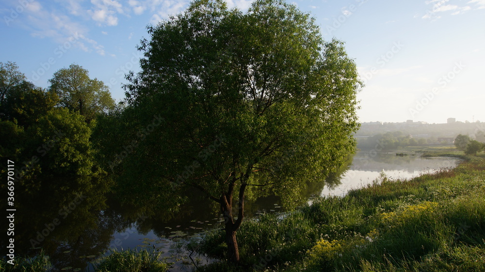 tree on the river bank