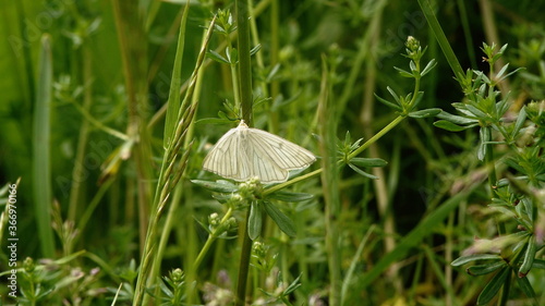 white butterfly on green grass