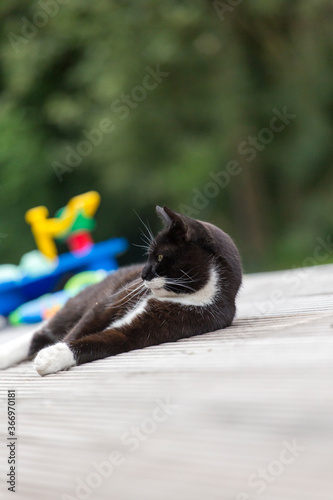 Schwarze.Weiße Katze entspannt sich im Garten und putzt sich 