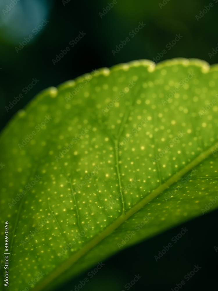 Green leaf close up Green leaf close up