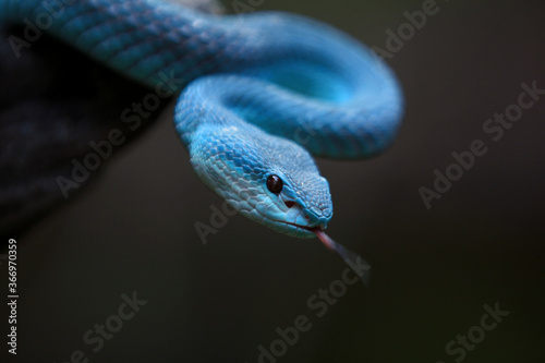 White-lipped island pit blue viper (Trimeresurus insularis) is a venomous pit viper found in Indonesia and East Timor.