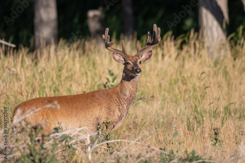 Whitetail Deer Buck in Velvet in Colorado in Summer